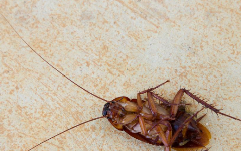 怎么才能把蟑螂一次性消灭,怎样彻底清除蟑螂最有效的方法