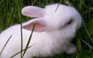 小白兔用什么辨味,动物都是用什么器官来辨味的