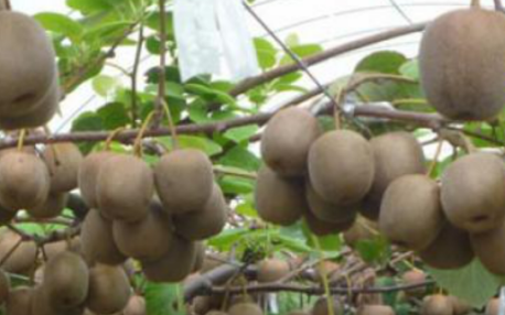 翠香和徐香猕猴桃的区别,徐香猕猴桃多少钱一斤
