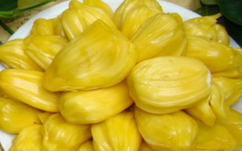 八成熟的菠萝蜜能吃,菠萝蜜切开后的果肉颜色不是金黄色能吃