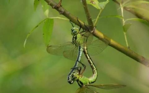 杜松蜻蜓有毒,杜松蜻蜓是保护动物
