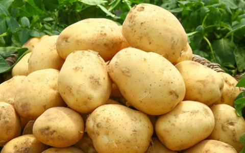 怎么辨别黄心土豆,黄心土豆和白心土豆有什么区别