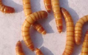 黄粉虫饲料的原料有几个配方,黄粉虫饲料的原料有几个配方