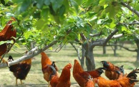 禽类传染性支气管炎病流行情况如何,禽类传染性支气管炎病毒被划为新的一类