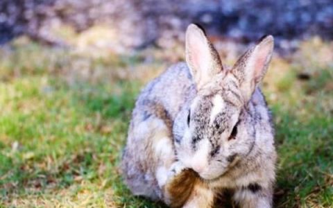 兔子一天要吃多少青粗饲料,兔子每天应该吃多少饲料和水果.青菜