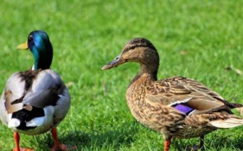 鸭病毒性肝炎有何病理变化,成年鸭容易得什么病
