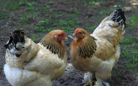 禽类啄癖是怎么回事,鸡发生啄癖时常常会发生啄食