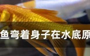 金鱼鱼体弯曲患病原因是什么,金鱼弯着身子沉在水底
