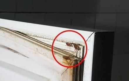 冰箱底下好多小蟑螂怎么杀死,冰箱里有臭味儿怎么去除