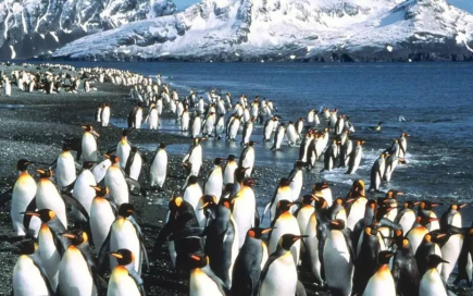 南极有企鹅北极有企鹅,南极有企鹅还是北极有企鹅请回答