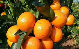 沃柑是橘子还是橙子,沃柑是橘子还是橙子吃沃柑有哪些好处