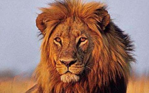 黑棕雄狮是什么狮子,雄狮为什么有黑色鬃毛的