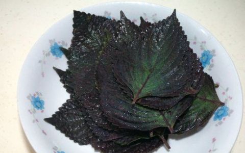 紫苏叶做菜有几种做法,紫苏叶怎么做好吃又简单