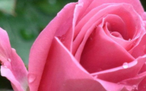 玫瑰的花语和象征意义 玫瑰的花语和象征意义是什么,玫瑰花的寓意和花语