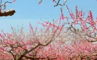 三峡大学桃花节时间 三峡大学桃花节是什么时候,桃花节是几月几日2022
