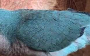 蓝和尚鹦鹉是保护动物吗 蓝和尚鹦鹉是不是保护动物,养和尚鹦鹉合法