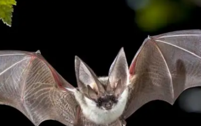 蝙蝠属于什么动物 蝙蝠介绍,蝙蝠属于什么类
