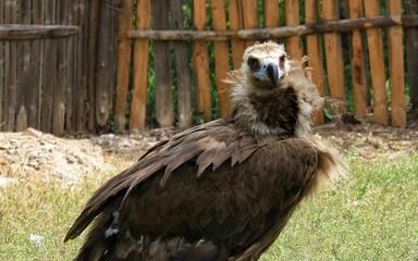 秃鹫是几级保护动物 秃鹫是保护动物,秃鹫有怎样的外形特征