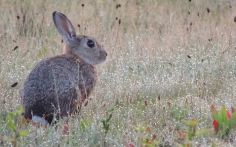 野兔是保护动物 野兔是不是保护动物,野兔是保护动物属于几级