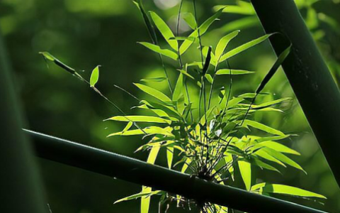 竹子是什么植物 竹子是什么类型的植物,竹子是什么类型的植物