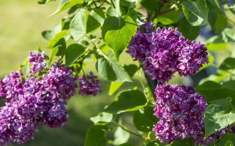 紫丁香是什么植物 紫丁香是属于什么植物,紫丁香属于什么植物类型